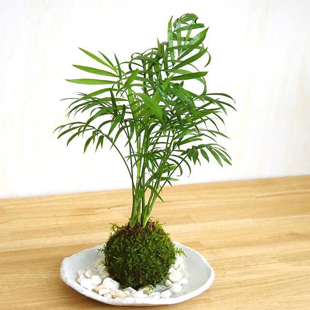 テーブルヤシ苔玉2016楕円白粉引器