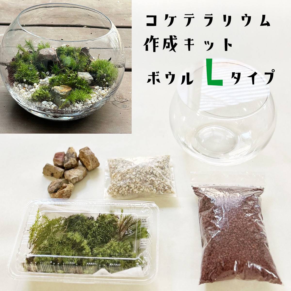 コケテラリウム 作成キット フタつきボウルLサイズ 苔テラリウム 苔てらりうむ キット 苔テラリウム作り moss