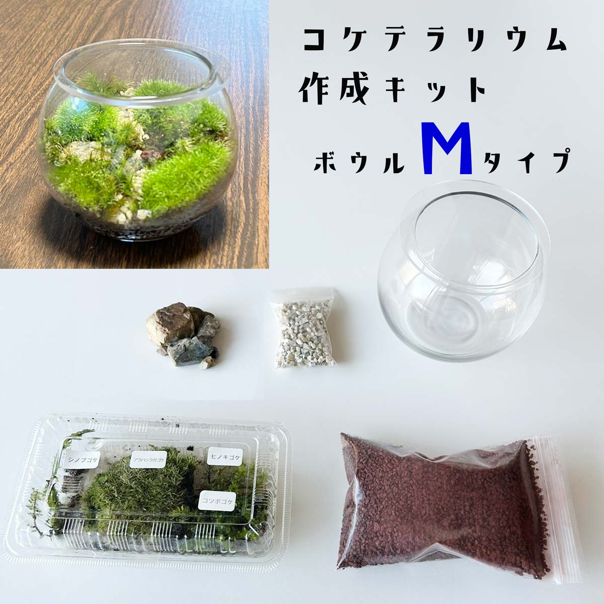 コケテラリウムキットボウルMサイズ