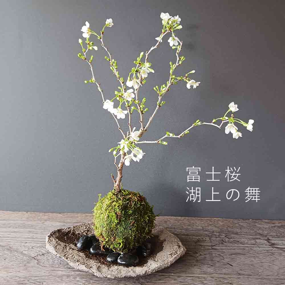 湖上の舞　苔玉