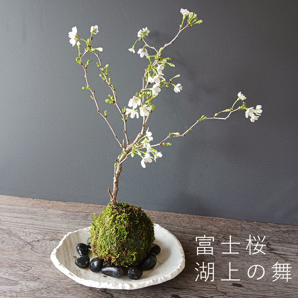湖上の舞