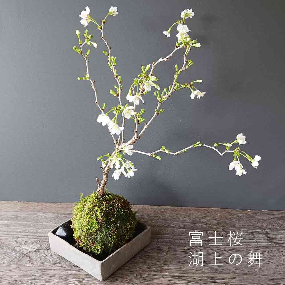 湖上の舞　苔玉