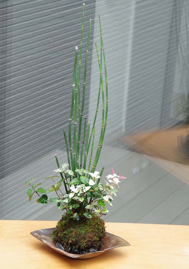 トクサ・初雪カズラ苔玉金山焼m