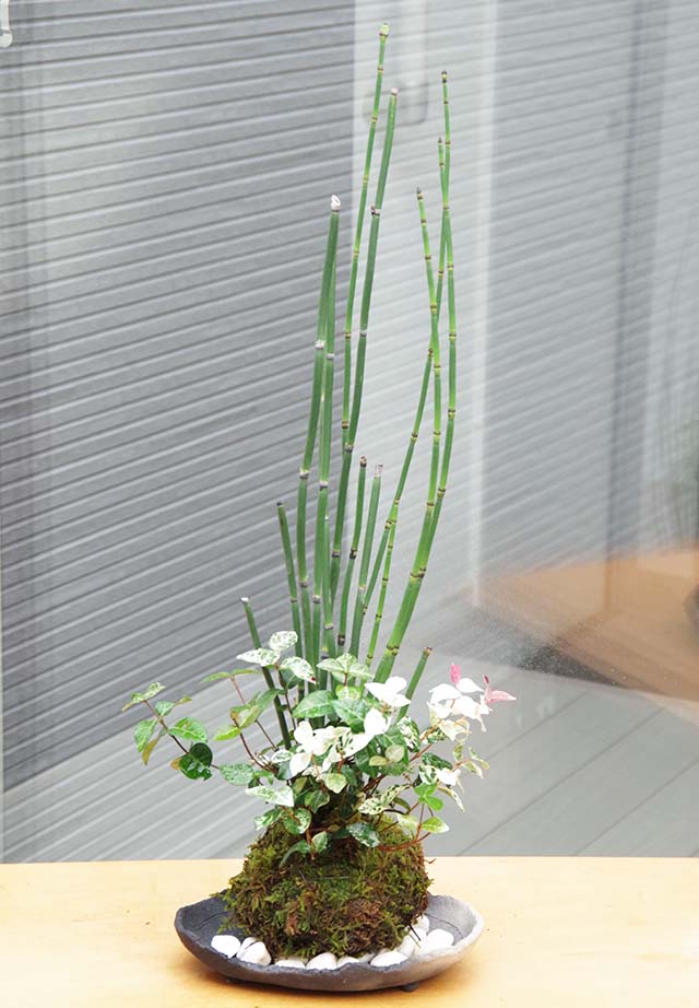 トクサ・初雪カズラ苔玉炭化焼締鉢m