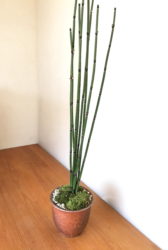 送料無料でお届け。気品高い 和の雰囲気を貴方の元に【木賊（トクサ