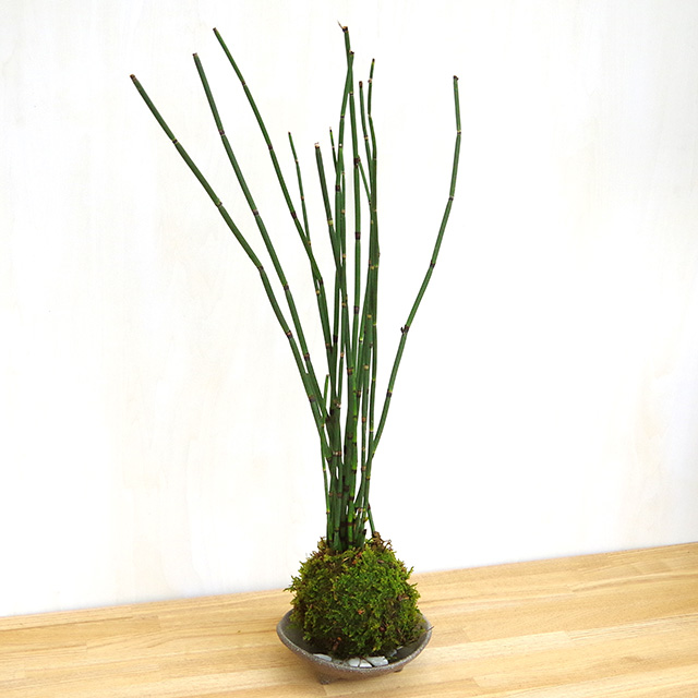 トクサ苔玉2016三つ足灰器