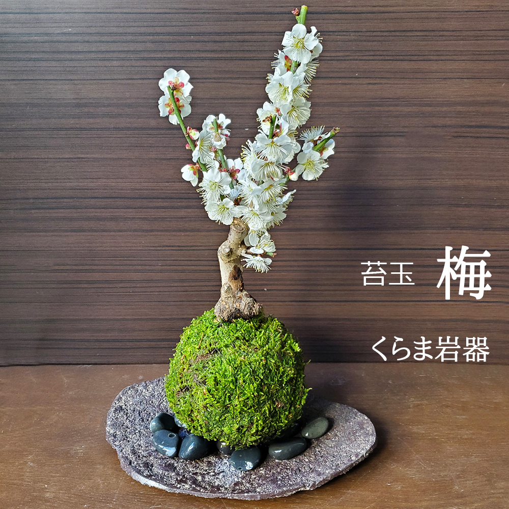 白梅　苔玉