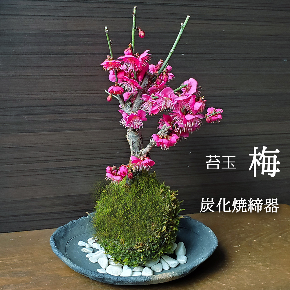 紅梅　苔玉