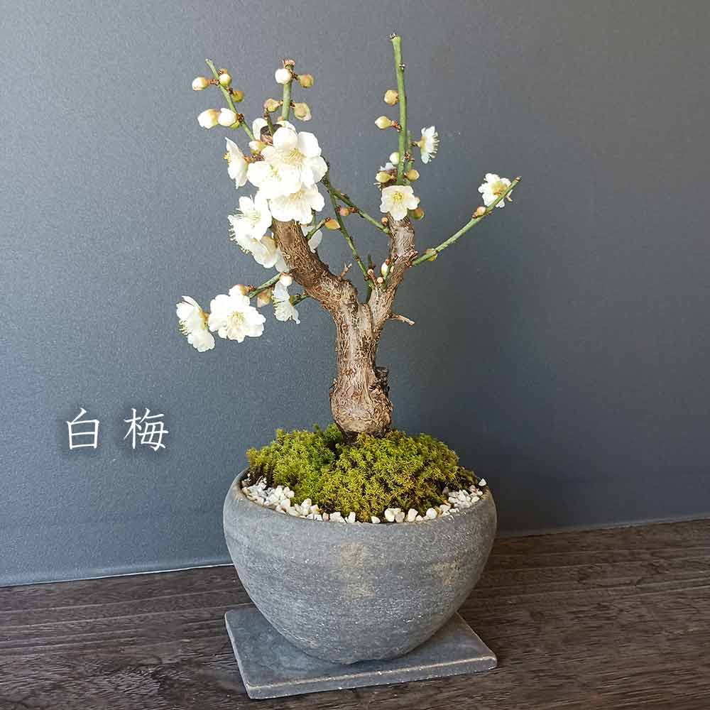 端正で香りよい花が人気の梅【白梅（はくばい）の盆栽（焼締灰鉢）・下皿セット】