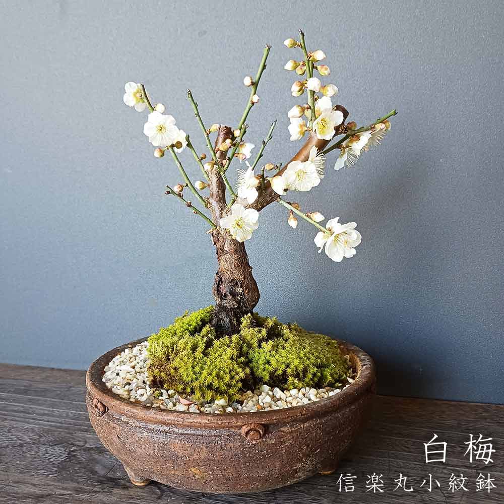 白梅 ( はくばい ) 盆栽 信楽焼茶鉢 ミニ盆栽 BONSAI ボンサイ