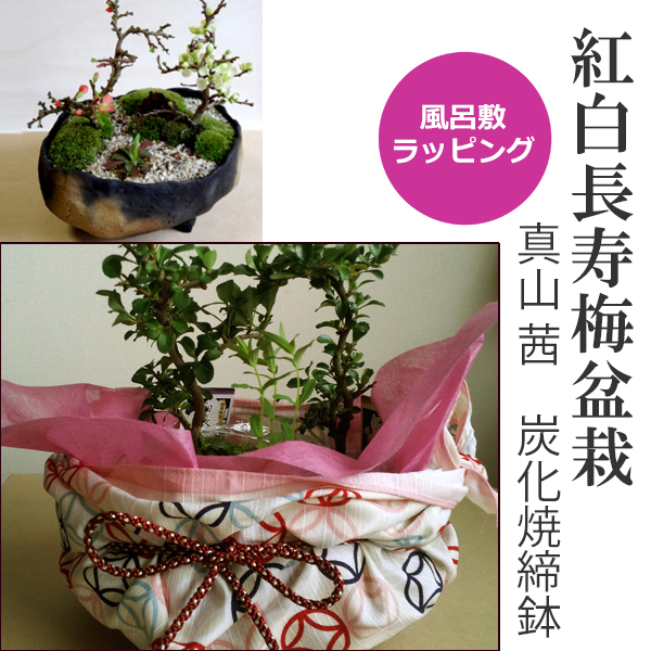 【開花時期は3月頃と11月頃。冬は落葉します】 送料無料 紅白長寿梅 ( コウハクチョウジュバイ ) 盆栽 真山茜 炭化焼き締め鉢 小粋な風呂敷ラッピング 姫七宝 ブライダル 贈り物 結婚式