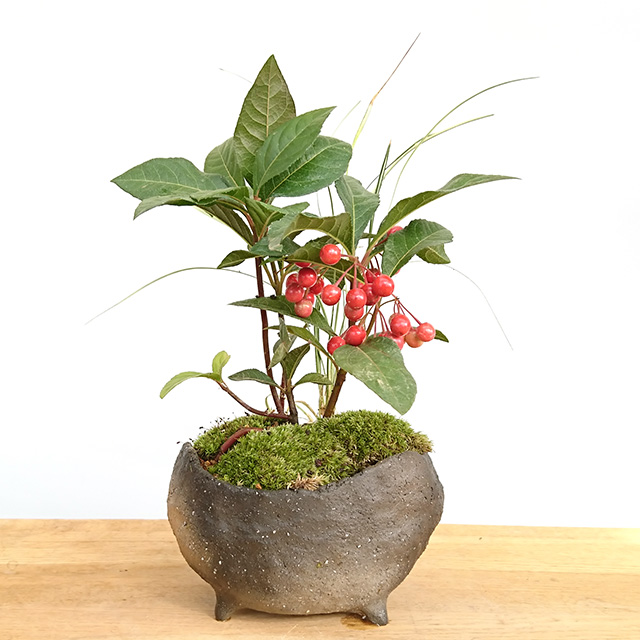 ヤブコウジ盆栽