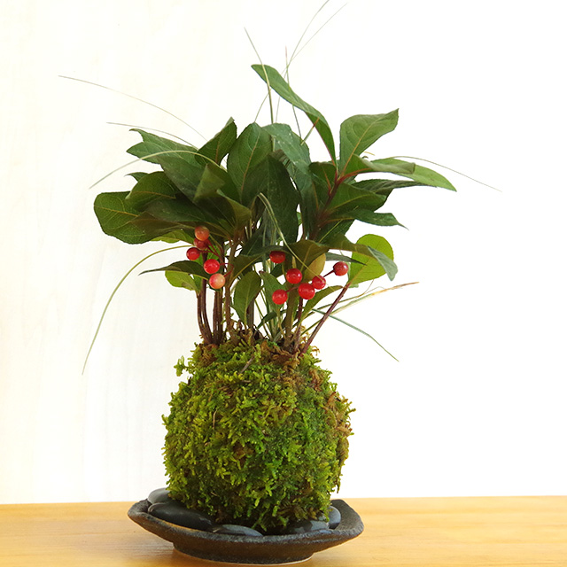 ヤブコウジ苔玉2016