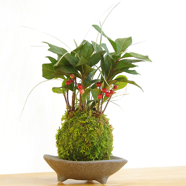 ヤブコウジ苔玉三つ足灰器2016