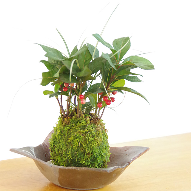 ヤブコウジ苔玉焼締茶器2016