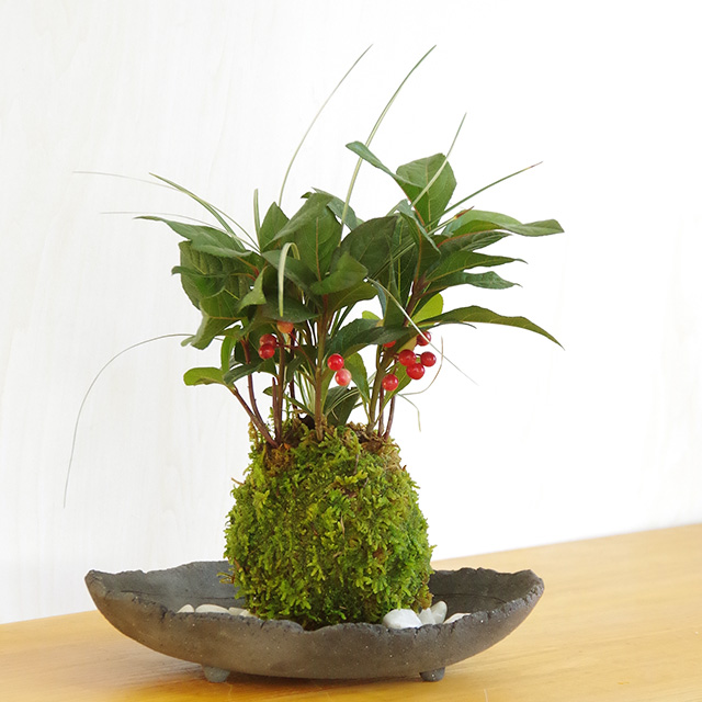 ヤブコウジ苔玉炭化焼締器2016