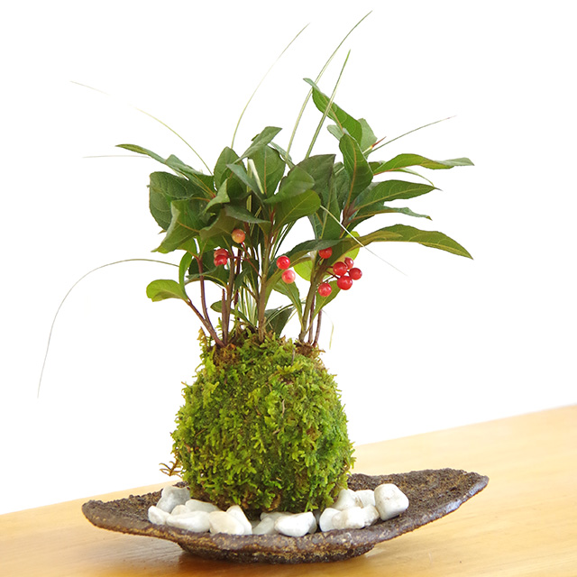 ヤブコウジ苔玉くらま器2016