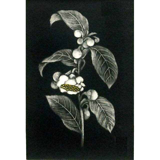 小泉淳作「茶の花」銅版画。黒い背景に浮かぶ一輪の茶の花。小さな白い花とつぼみを描いた作品。