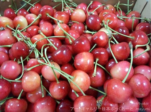 さくらんぼ　山梨