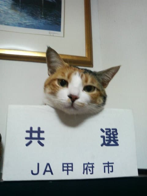 三毛猫のふくちゃん