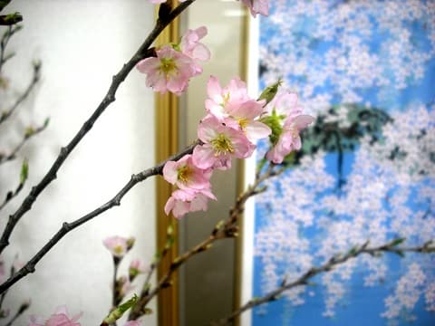 啓翁桜と中島千波