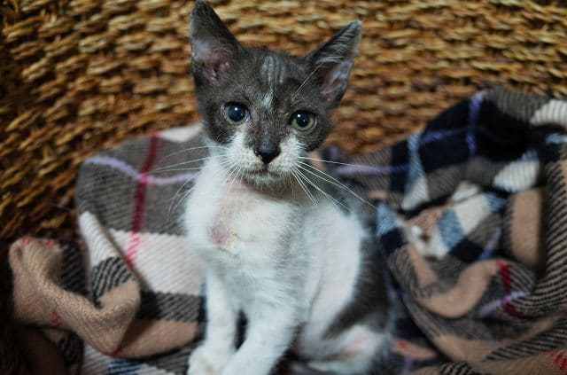 仔猫。名前はニコちゃんです。