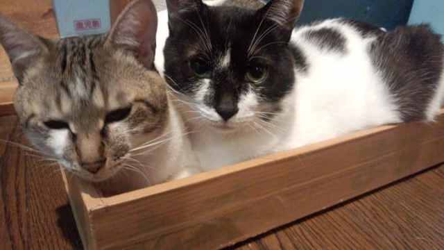 トニーとニコラウス　兄弟ネコ