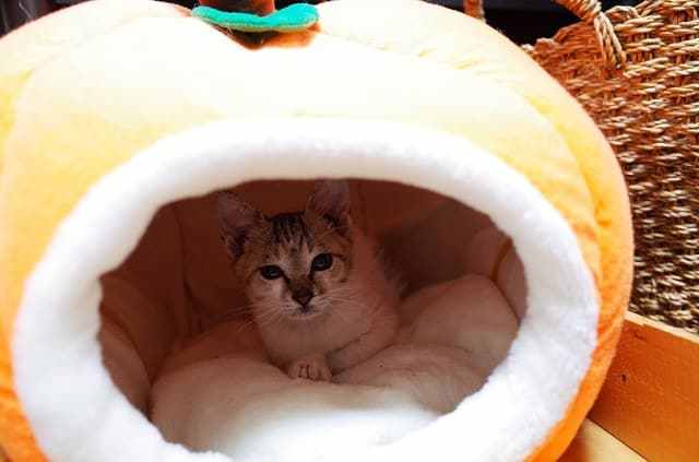 こねこのトミー