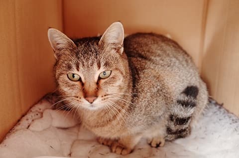 メスの野良猫を保護しています。