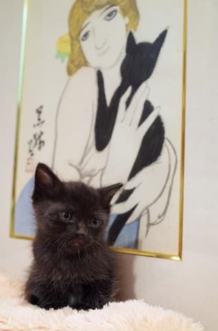 ノラ猫のトトロが赤ちゃん、黒猫です。