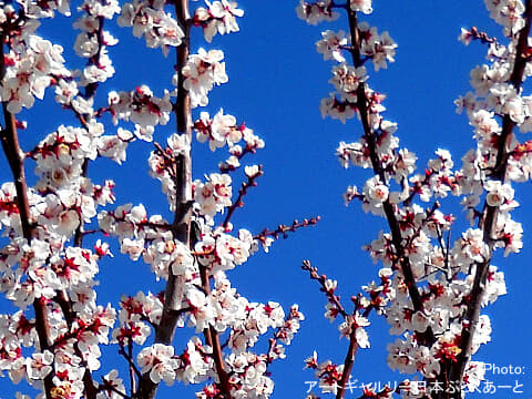 梅の花　日本ぶっくあーと