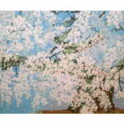 中島千波　桜の絵　桜花清々　シルクスクリーン版画　アートギャルリー日本ぶっくあーと