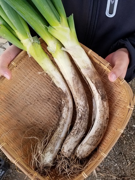 ★単品★郡山産！甘くて太くてみずみずしい『曲がりねぎ/１束1キロ程度/100セット限定』 農薬/化学肥料不使用　