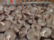 【わけあり】不ぞろいでも味は同じ！業務用や大勢のパーティにぴったり。超お徳、「かすみ」の生しいたけ3ｋｇ