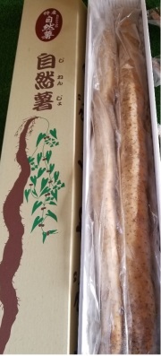日本伝統の自然健康食品「自然薯（じねんじょ）」～２本で１ｋｇ化粧箱入　福島県二本松市産～