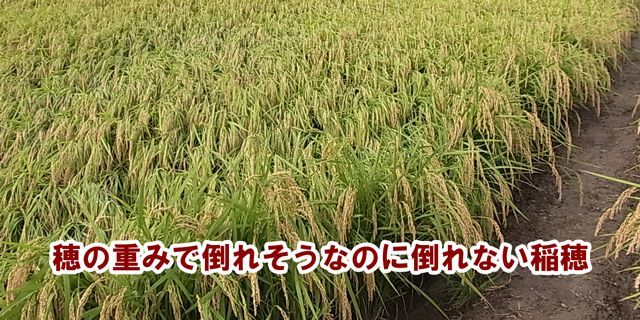 茎が太く稲穂も充実