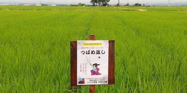 七夕の頃の稲姿