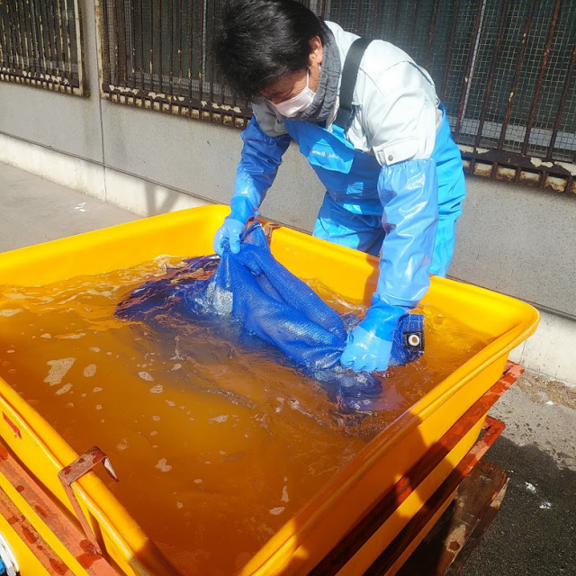 温湯消毒後の冷やかし