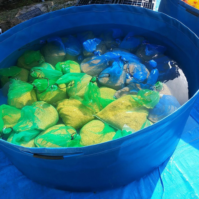 種もみを水に浸します