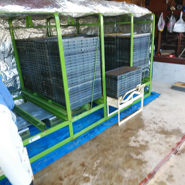 すじまきを行いました