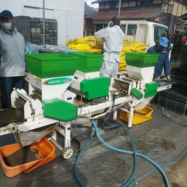 すじまきを行いました