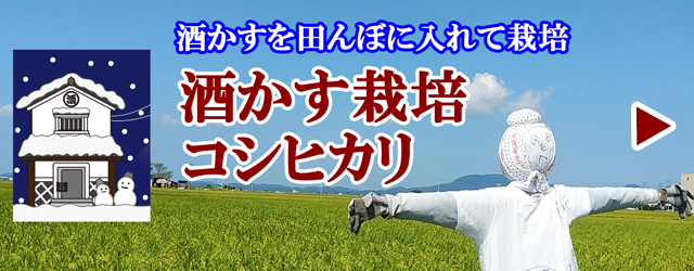 酒かすを田んぼに入れて栽培　酒かすコシヒカリ