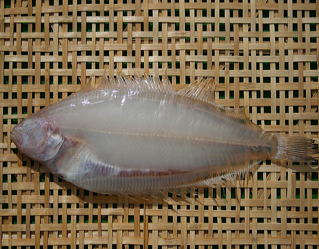 越後柳かれい干し 原料 国産