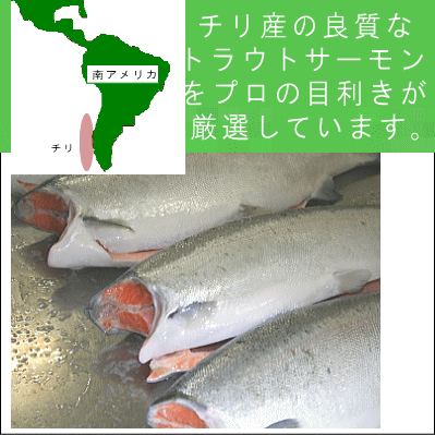 トラウトサーモン　チリ産