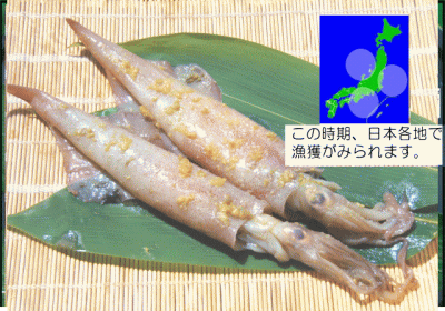 やりいか　日本産