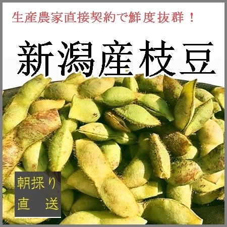 朝採り新潟産枝豆　丹波黒豆（２kg）　諸橋弥次郎農園