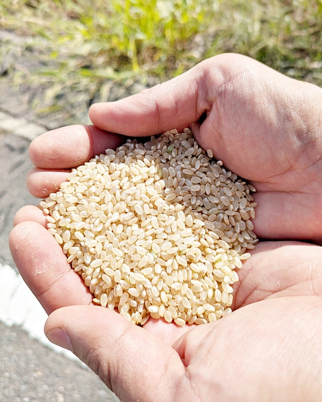 太命陽 新潟県産 玄米 コシヒカリ 5kg×2袋 令和5年 太陽の家酵素健康の会