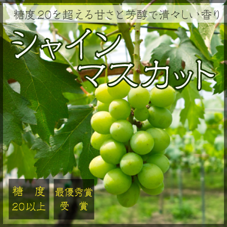 シャインマスカット