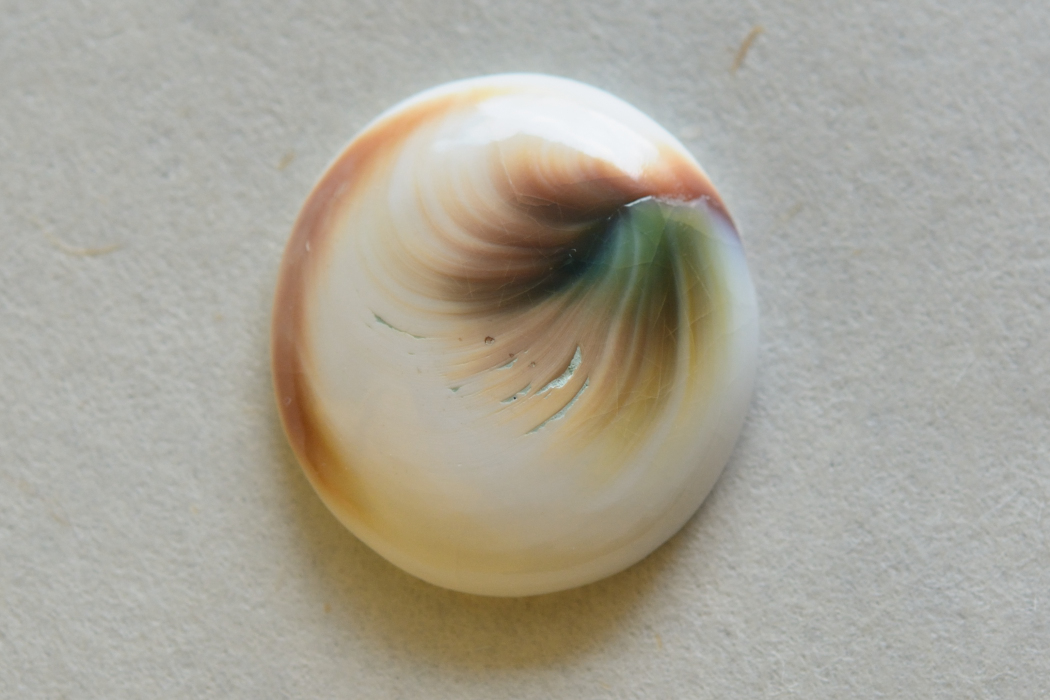 シヴァアイ【8】ルース・カボション（23.5×22mm）