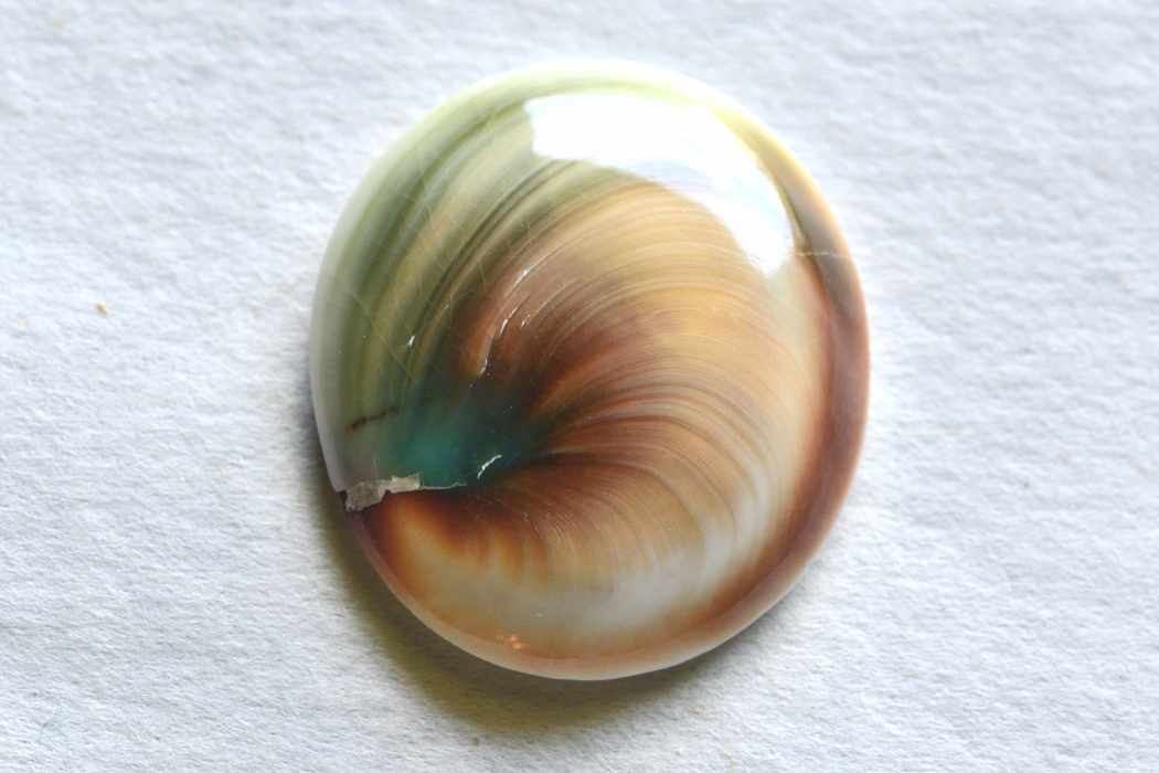 シヴァアイ【15】ルース・カボション（26.5×23mm）